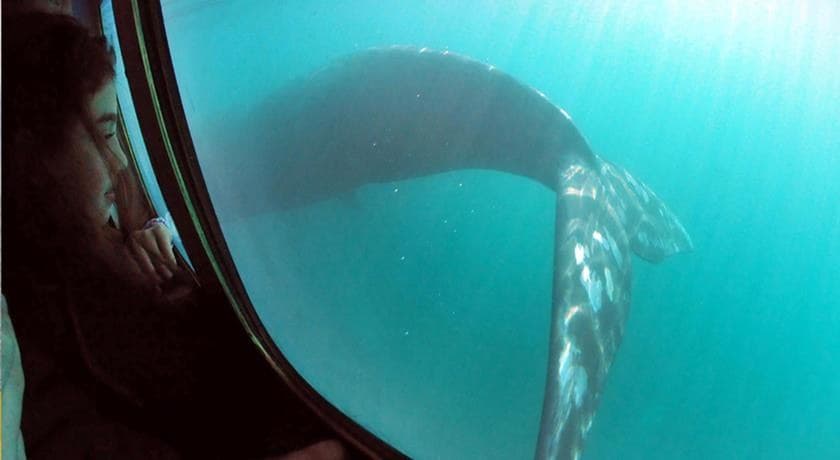 Avistaje de Ballenas Semisumergible