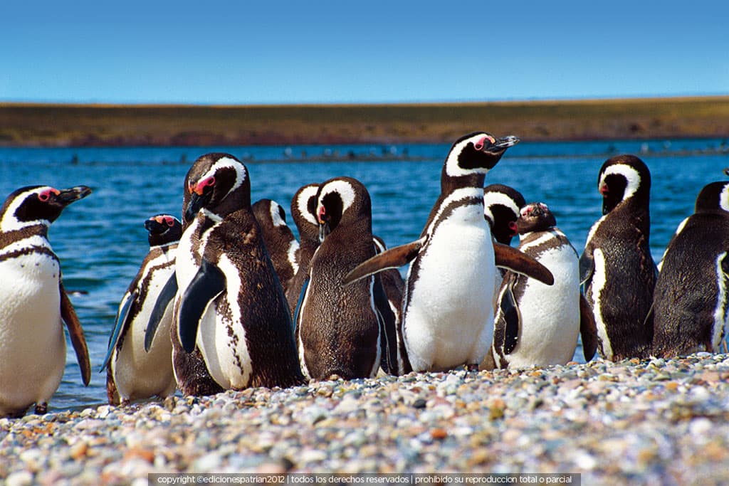 Punta Tombo
