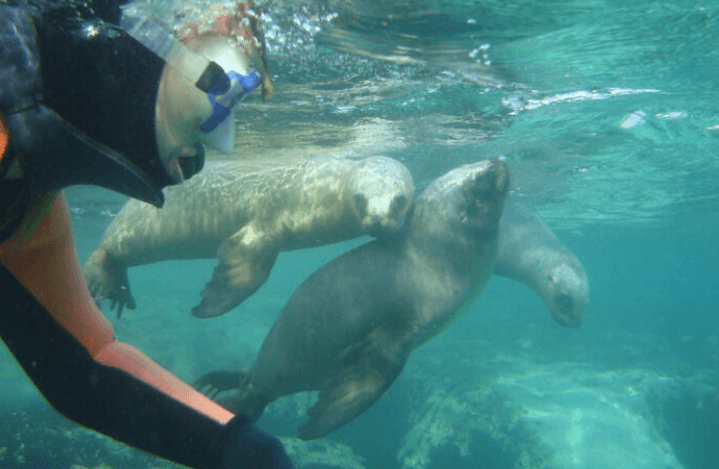 Snorkelling con Lobos Marinos