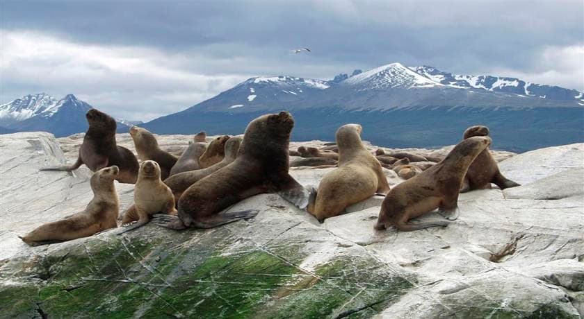 Navegación Canal Beagle - Isla de Lobos