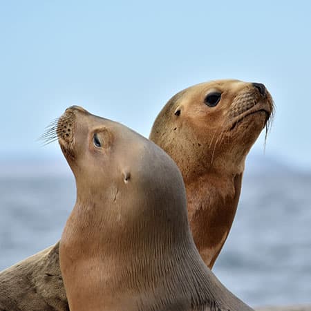 Lobos Marinos
