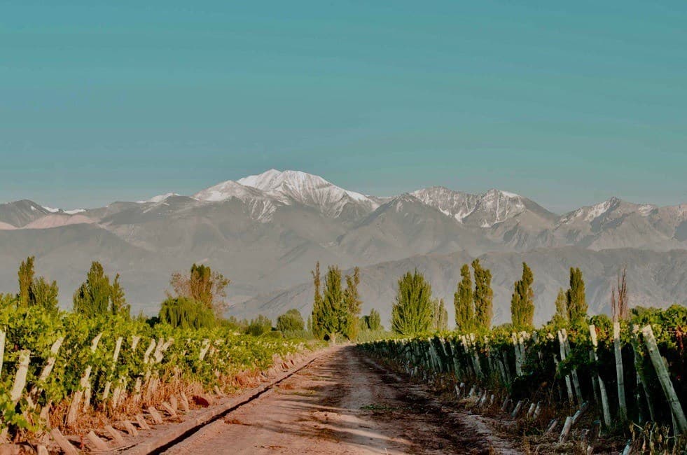 Bodegas y Olivícola