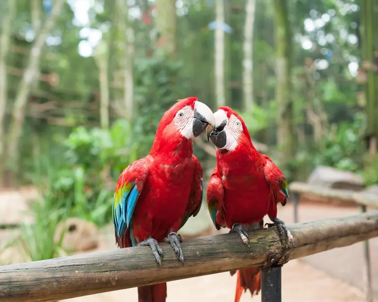 Parque de las Aves